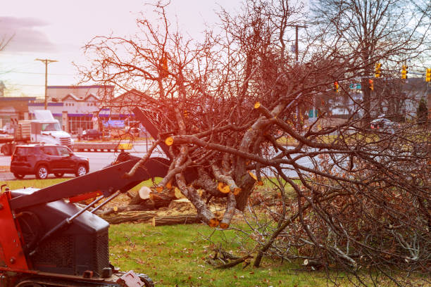 Best Tree Risk Assessment  in Baden, MD
