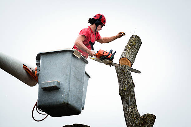 Best Tree Risk Assessment  in Baden, MD