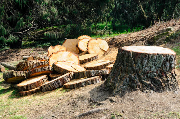 Best Storm Damage Tree Cleanup  in Baden, MD